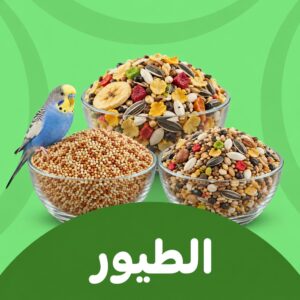الطيور